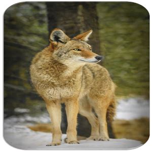 Coyote sounds - Latest version for Android - Download APK