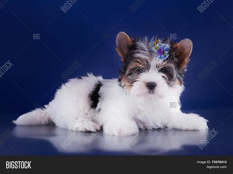 Beaver Terrier Puppy Image & Photo (Free Trial) | Bigstock