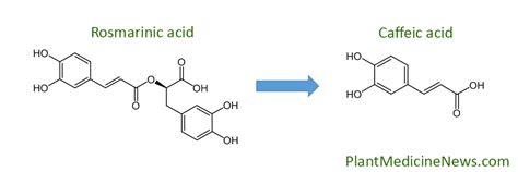 rosmarinic acid - Plant Medicine News