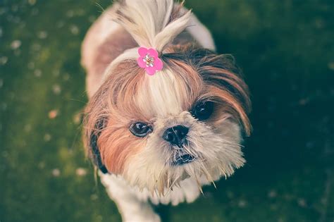 HD wallpaper: white and brown shih tzu puppy, animal, dog, pet, cute, lovely | Wallpaper Flare