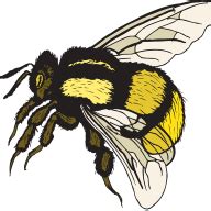 Bumblebee | RpNation