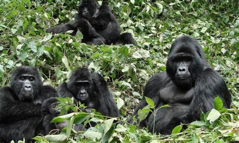 So, how do you count mountain gorillas? - The Gorilla Organization