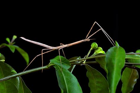 Serangga Tongkat Di Pohon Foto Stok - Unduh Gambar Sekarang - Alam ...