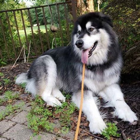 Giant Alaskan Malamute: Your Guide to Owning a Giant Mal Dog - K9 Web