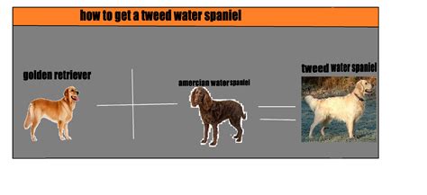 dis is a tweed water spaniel the tweed water spaniel is a mix between a golden retriver and ...