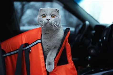 How to Travel With a Cat: Tips for Your Trip | Cedar Mill Veterinary ...