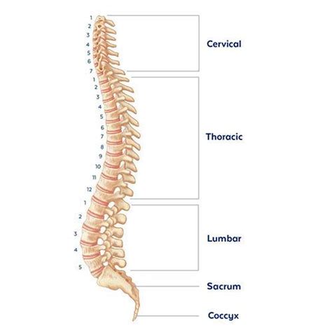 Anatomy of the Spine | Globus Medical