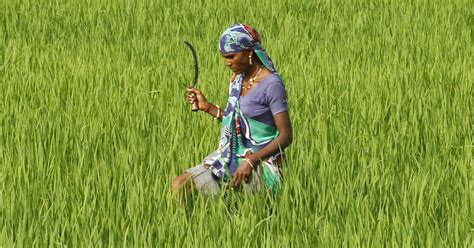 A New Farming Technique Using Drastically Less Water Is Catching On ...