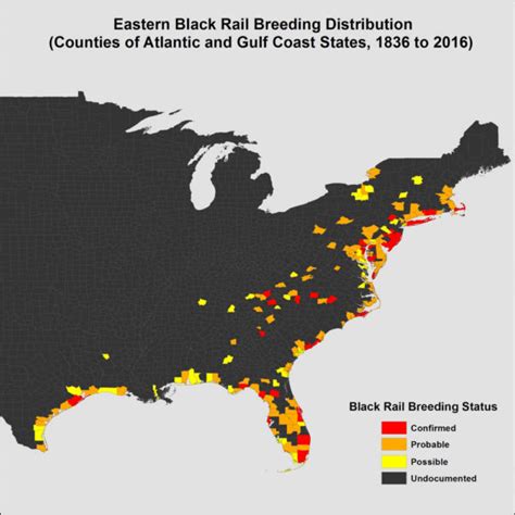 Eastern black rails in free fall - The Center for Conservation Biology