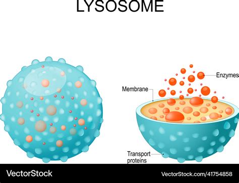 Lysosome Clipart House