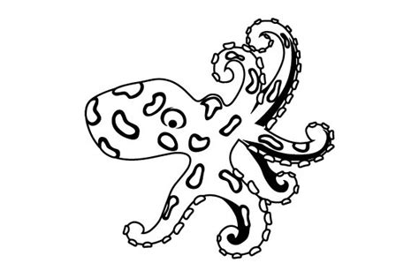 Blue Ringed Octopus Drawing