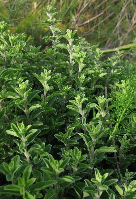 Marjoram facts and health benefits