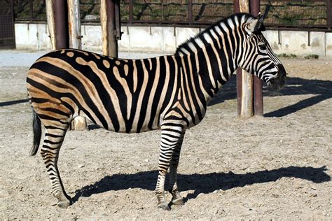 File:Zebra 02.jpg - Wikipedia