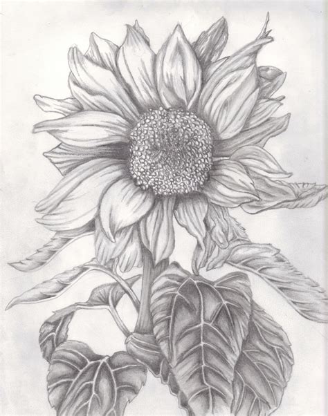 Sunflower Drawing In Pencil | Best Beach Pictures