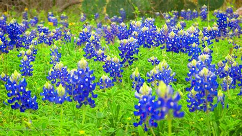 Texas State Flower - Texas Bluebonnet