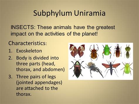 The Arthropods Arthro = jointed, Pod = foot - ppt video online download