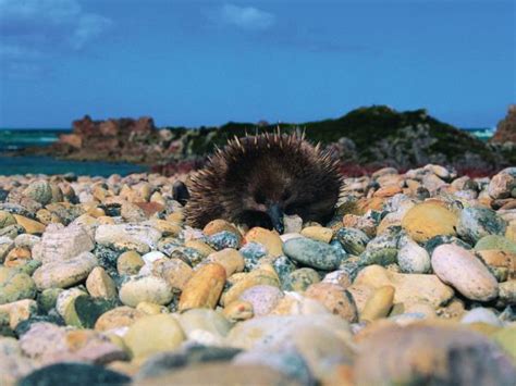 Tasmania wildlife tour | Responsible Travel