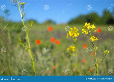 Arctic yellow poppy stock photo. Image of corner, botany - 97842382