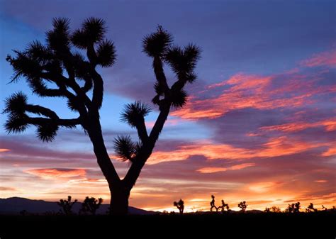 Mojave Desert travel guide | Holidays by Insight Guides | Discover ...