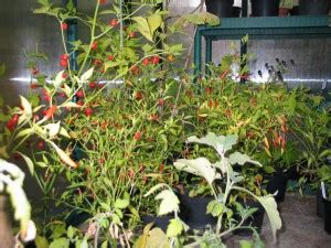 The Open Sourcerer » OT: The 2009 Open Sourcerer’s Chilli Harvest