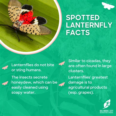 Spotted Lanternfly FAQs | Department of Recreation & Parks