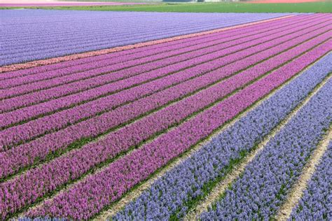 Tulips Fields in the Netherlands (and Visiting Keukenhof)