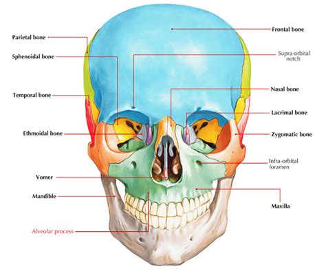 Alveolar Process – Structure, Roots and Clinical Significance – Earth's Lab