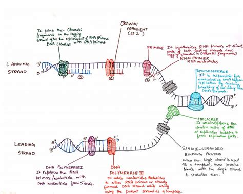 DNA Replication Hand Written Diagram - Etsy