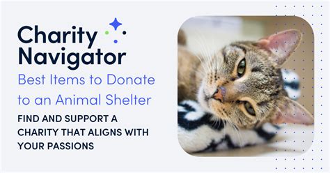 Best Items to Donate to an Animal Shelter | Charity Navigator