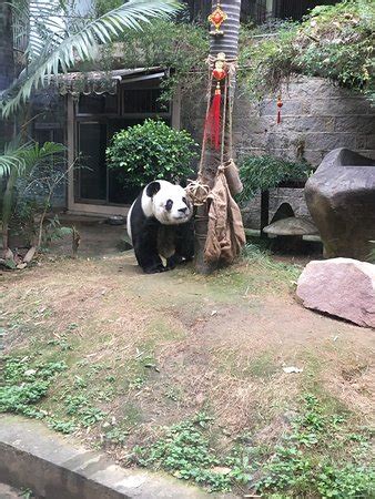 Panda World (Fuzhou) - 2020 All You Need to Know Before You Go (with ...