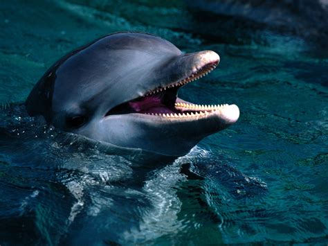 Dolphin Wallpapers | Fun Animals Wiki, Videos, Pictures, Stories