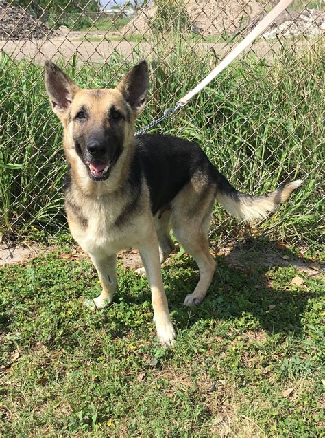 German Shepherd Puppies Ct Adoption : German Shepherd Puppies For Sale ...