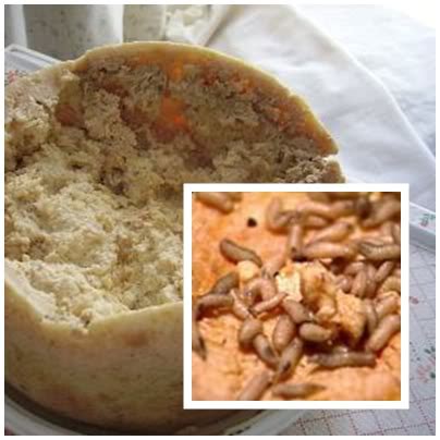 NUTTY FACTS: Casu Marzu