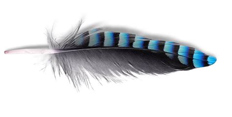 Blue Jay Feather Meaning & Symbolism (Inspiring)