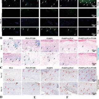 A) TUNEL fluorescence staining of wound tissues (. Staining of... | Download Scientific Diagram