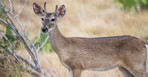 Why Do Female Deer Sometimes Grow Antlers? | MeatEater Conservation News