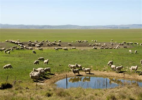 Mulesing legislation rejected in New South Wales | Materials ...