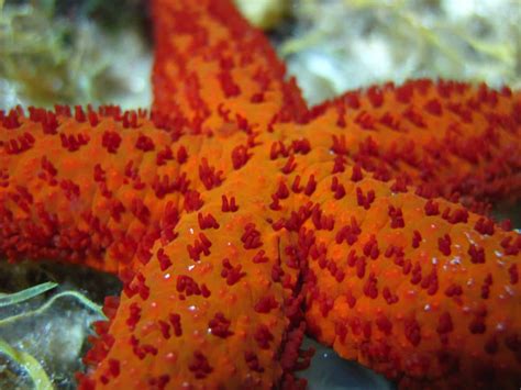 Mediterranean Red Starfish: A lovely and very attractive starfish.