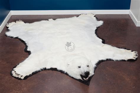 Polar Bear Skin Rugs – FurCanada