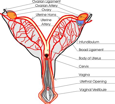 Female Dog Anatomy, Dog Reproductive System - Safarivet