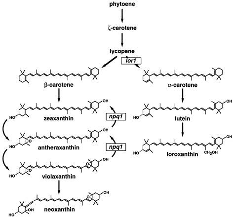 Xanthophyll Structure