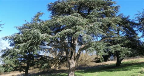 Cèdre de l’Atlas - Société Nationale d'Horticulture de France