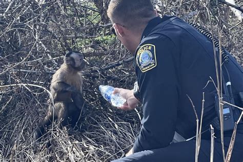 Look: Escaped monkey found two days later in Kentucky - UPI.com