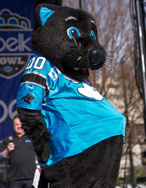 Carolina Panthers mascot Sir Purr | Belk Bowl Fanfest 2013 a… | Flickr