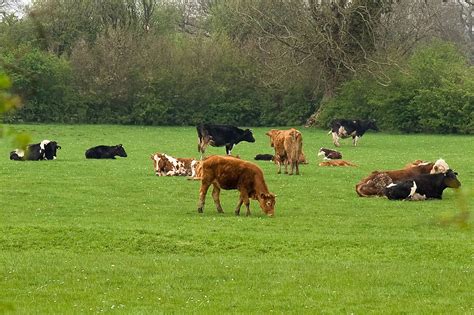 Cows | Free Stock Photo | Cows in a field | # 8195