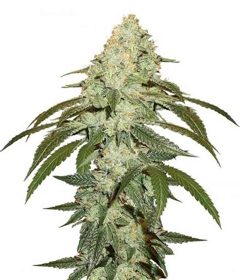 OG Kush Seeds - Seed Bank - Buy Marijuana Seeds for Sale