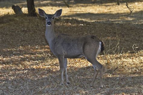 Naturetastic Blog: Mount Diablo State Park (Part 2)