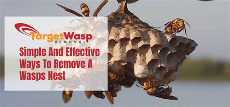 How To Remove Wasps Nest? Follow 5 Simple And Effective Tips