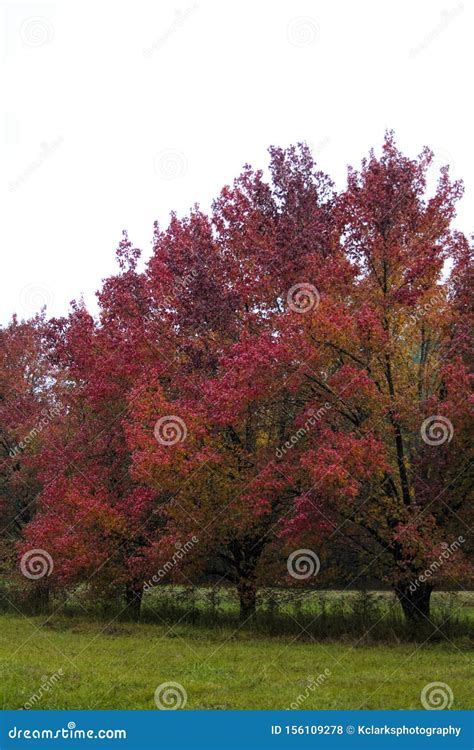 Bradford Pear Trees in Red Fall Color Stock Photo - Image of landscape, callerana: 156109278