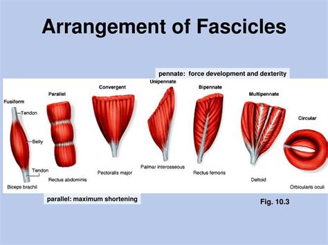 PPT - Muscle mus-, myo-, sarco- PowerPoint Presentation, free download - ID:6757723